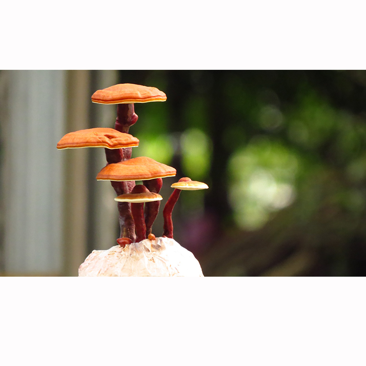 Orgaaniline Ganoderma Lucidum ekstrakt immuunsüsteemi toetamiseks